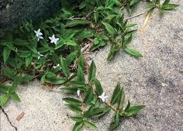 Weed, Virginia Buttonweed
