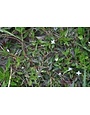 Weed, Virginia Buttonweed