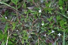 Weed, Virginia Buttonweed
