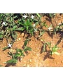 Weed, Virginia Buttonweed