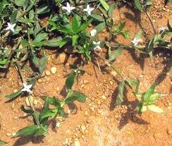Weed, Virginia Buttonweed