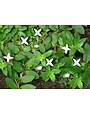 Weed, Virginia Buttonweed