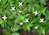 Weed, Virginia Buttonweed