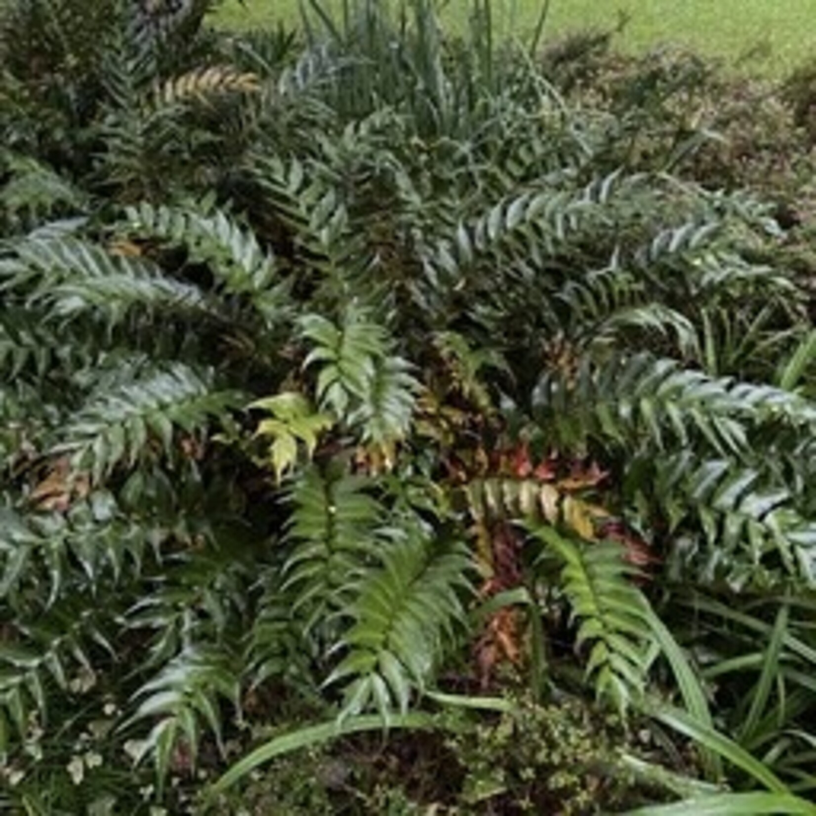 FERN, 'HOLLY 1G