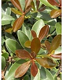 Japanese Cleyera 3 Gallon - Cleyera japonica