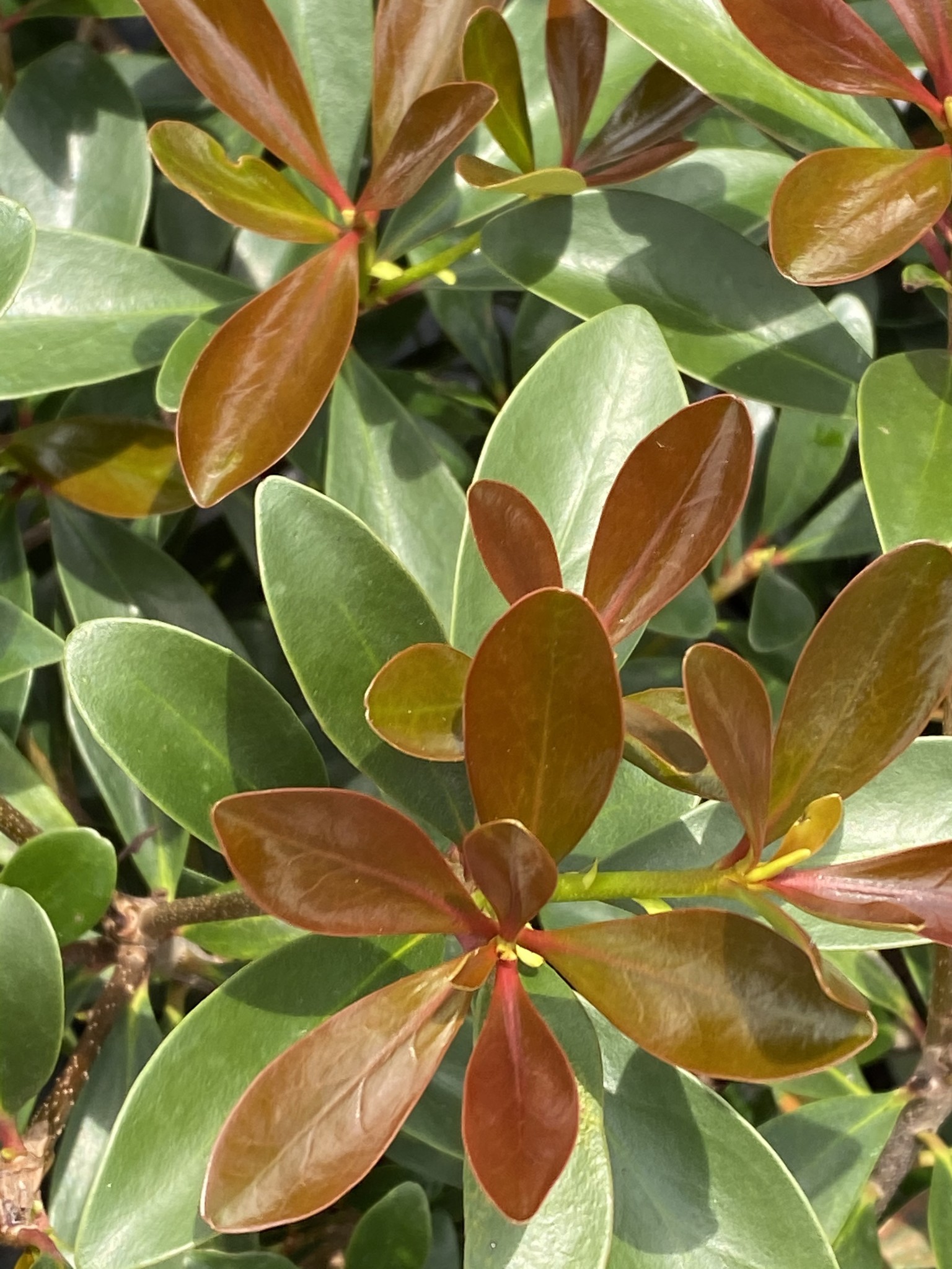 Japanese Cleyera 3 Gallon - Cleyera japonica