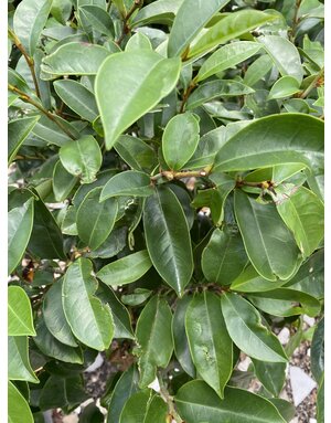 Banana Shrub 'Skinneriana' 3G