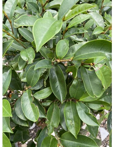 Banana Shrub 'Skinneriana' 3G