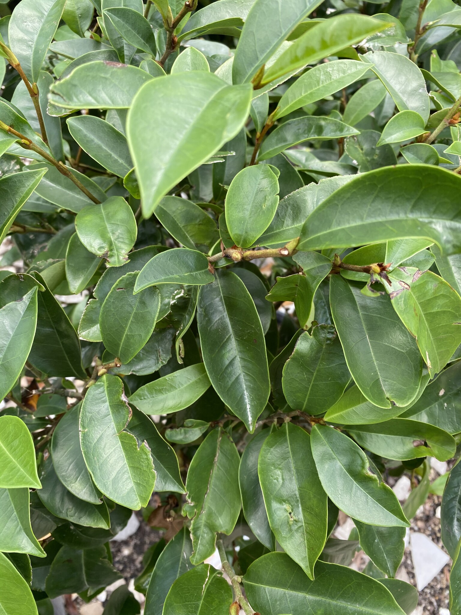 'Skinneriana' Banana Shrub 3 Gallon - Amazing Fragrant Beauty