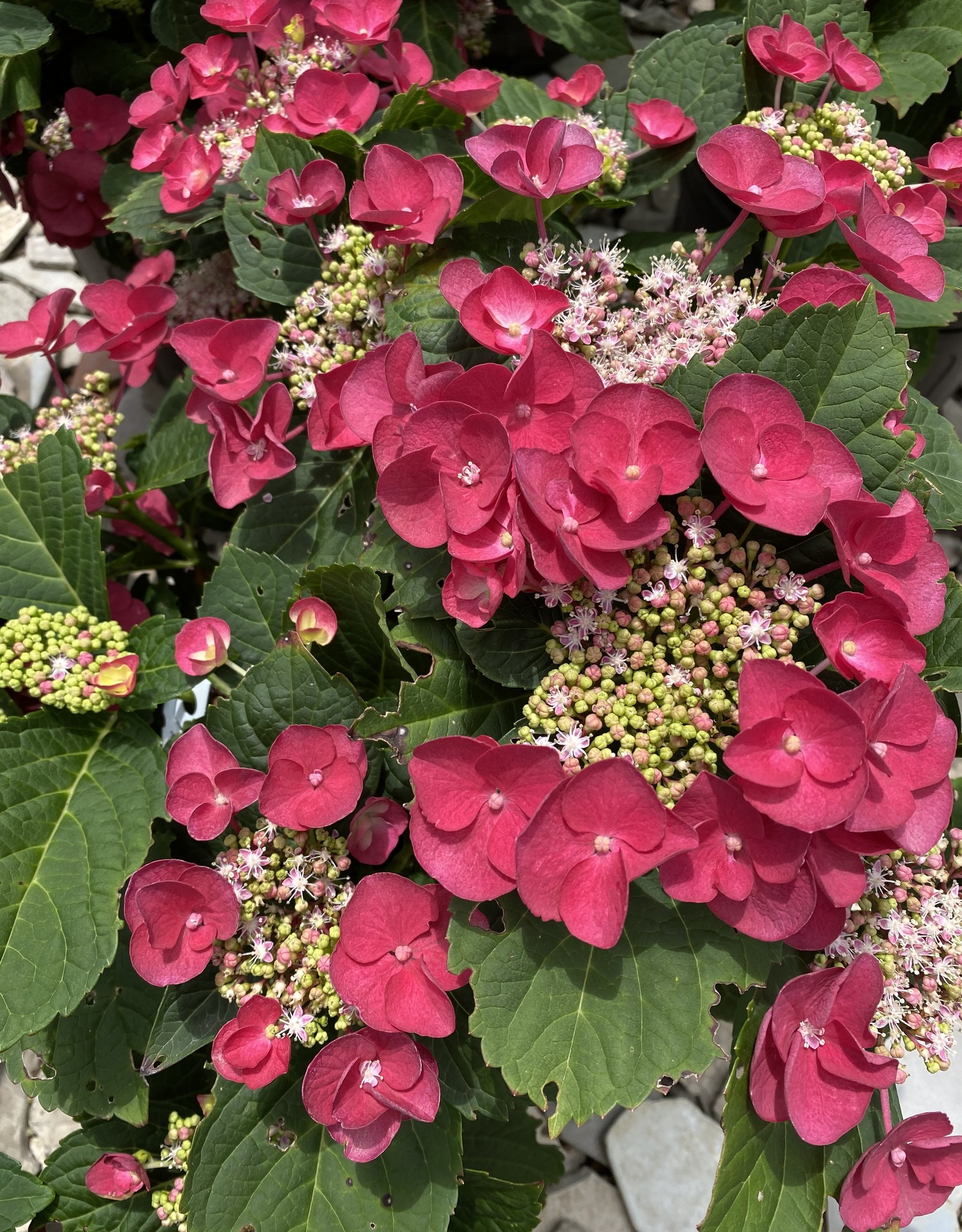 HYDRANGEA CHERRY EXPLOSION 3G Growers Outlet