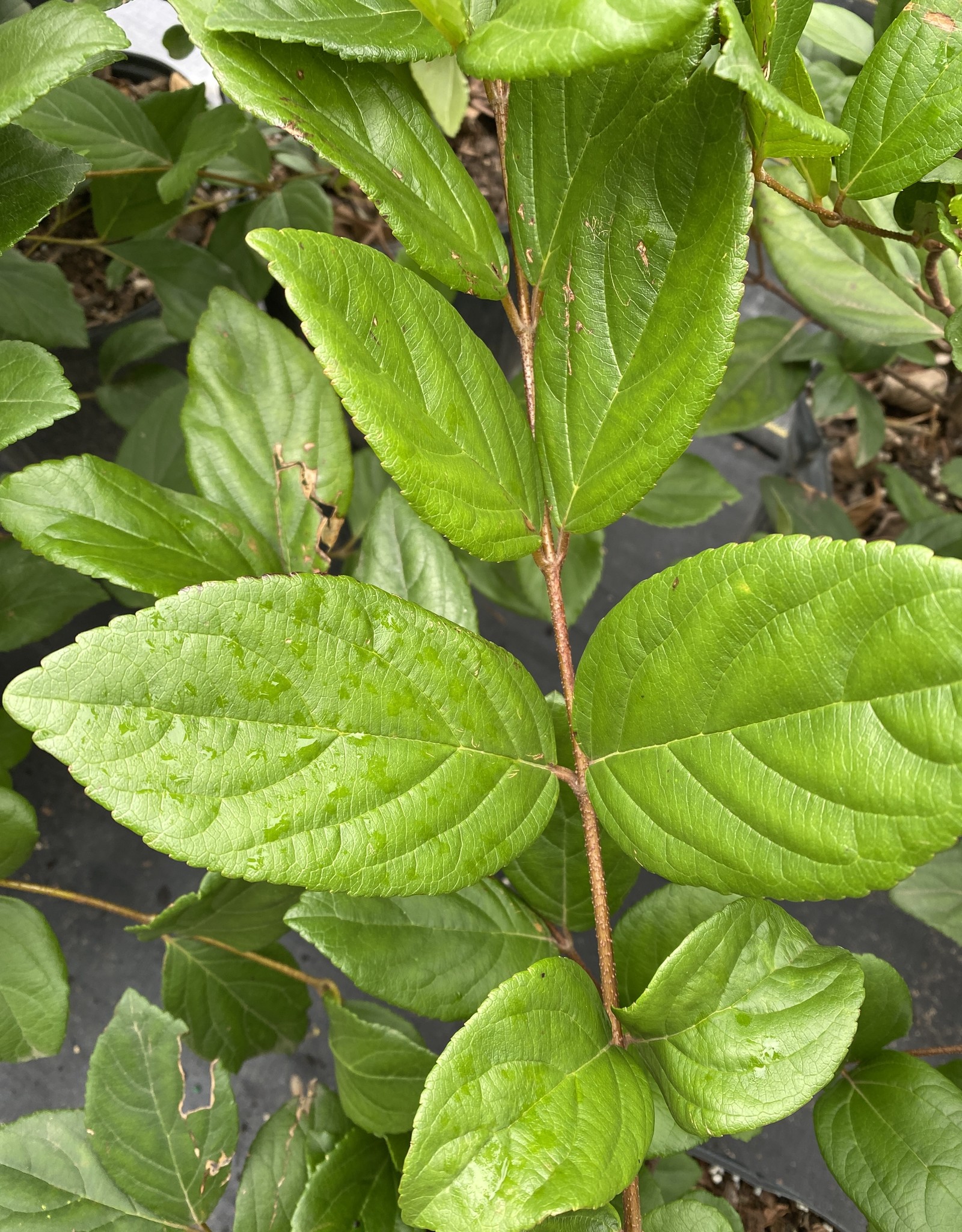 VIBURNUM SUSPENSUM AKA SANDANKWA 3G Growers Outlet
