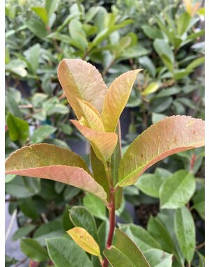 Photinia 'Red Tip' 3G