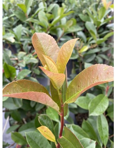 Photinia 'Red Tip' 3G