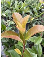 Red Tip Photinia 3 Gallon - Photinia × fraseri