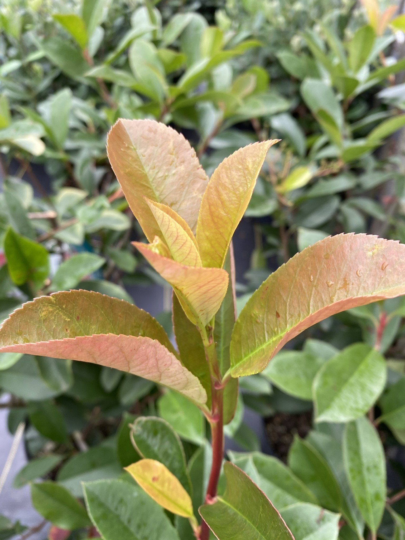 Red Tip Photinia 3 Gallon - Photinia × fraseri