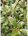 Red Tip Photinia 3 Gallon - Photinia × fraseri