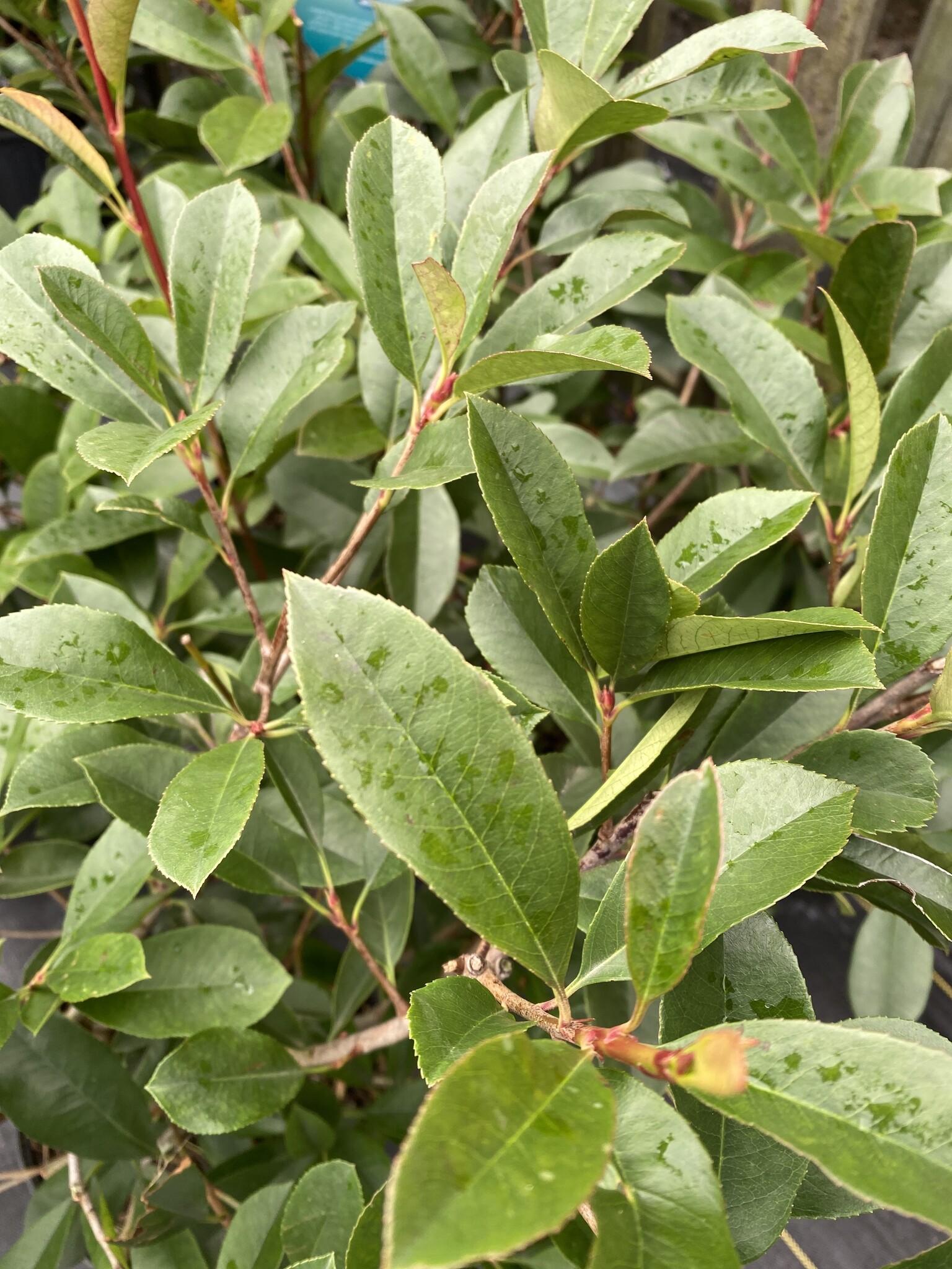 Red Tip Photinia 3 Gallon - Photinia × fraseri
