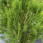 ARBORVITAE, 'BLUE CONE', 3G