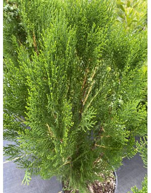 ARBORVITAE, 'BLUE CONE', 3G
