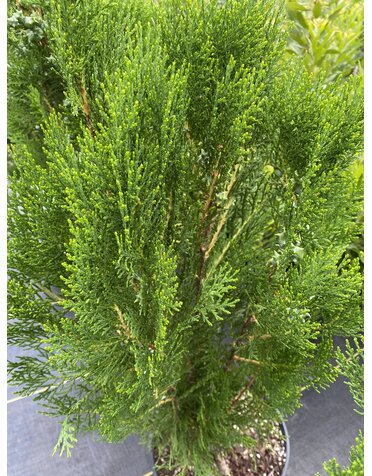 ARBORVITAE, 'BLUE CONE', 3G