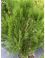 ARBORVITAE, 'BLUE CONE', 3G