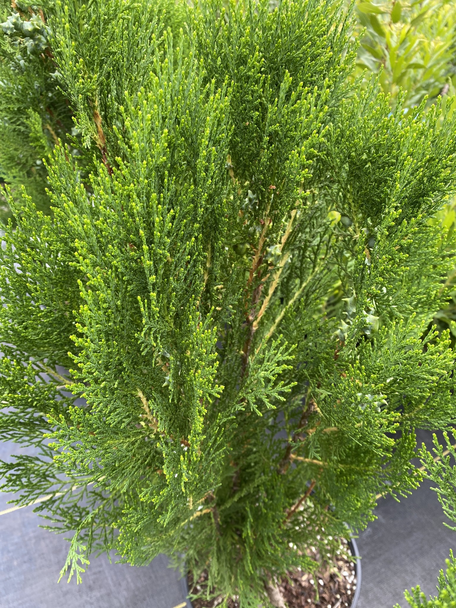 'BLUE CONE' ARBORVITAE, 3 GALLON