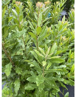 Wax Myrtle 3G