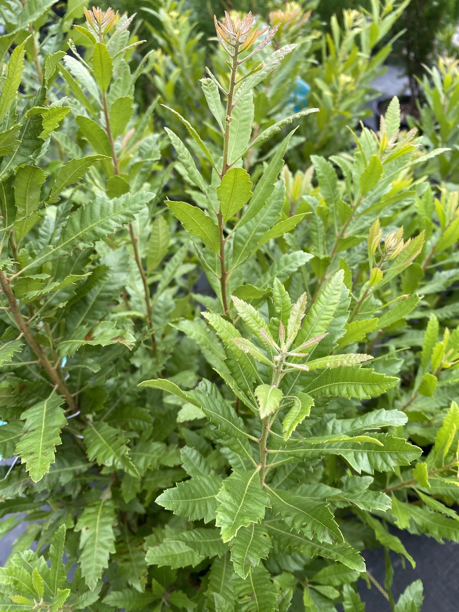 WAX MYRTLE SHRUB, 3 GALLON