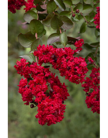 CRAPE MYRTLE, 'DYNAMITE' RED, 3G*