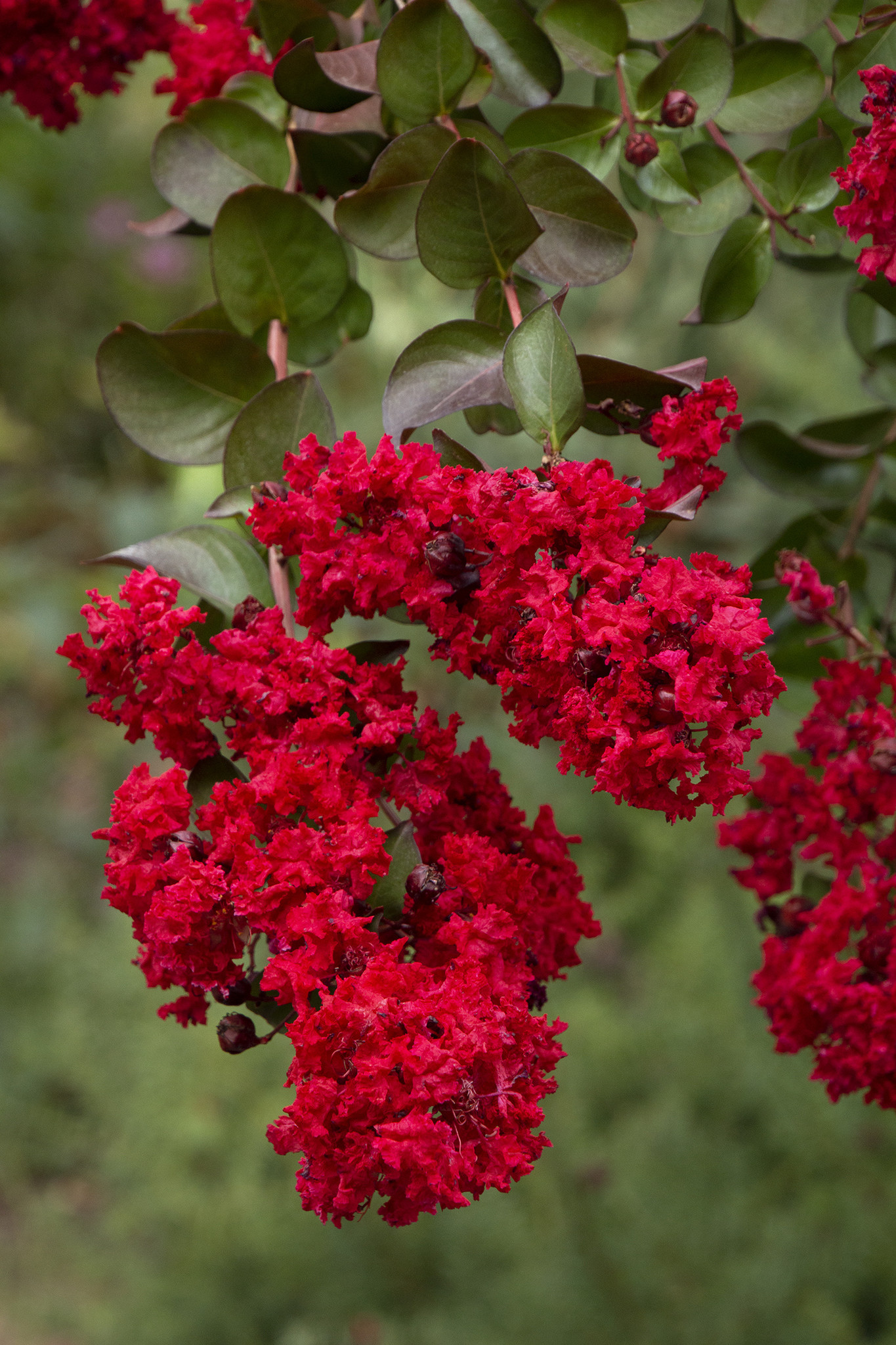 'DYNAMITE' RED CRAPE MYRTLE PLANT, 3 GALLON