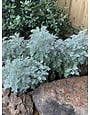 'POWIS CASTLE' ARTEMISIA (WORMWOOD), 1 GALLON