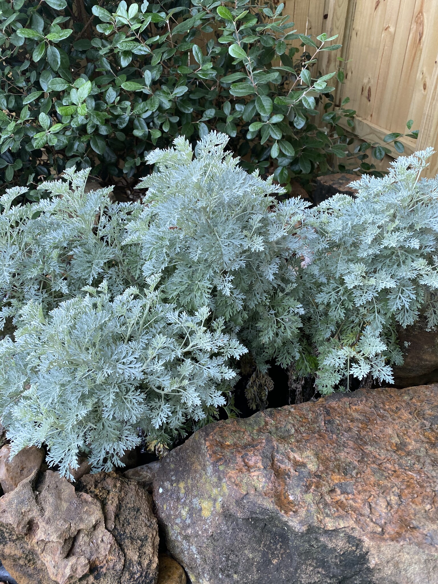 'POWIS CASTLE' ARTEMISIA (WORMWOOD), 1 GALLON