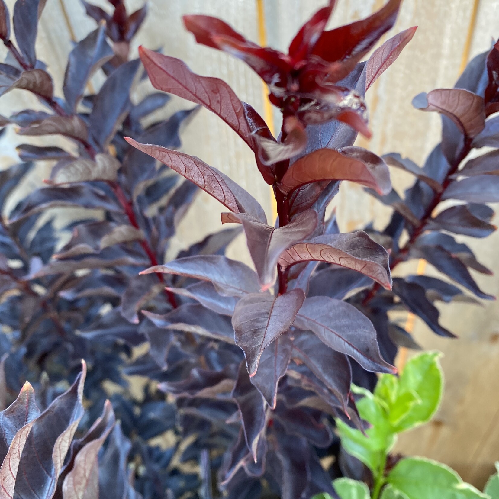 Crape Myrtle, 'Ebony & Ivory' 3G (black leaves white flowers)