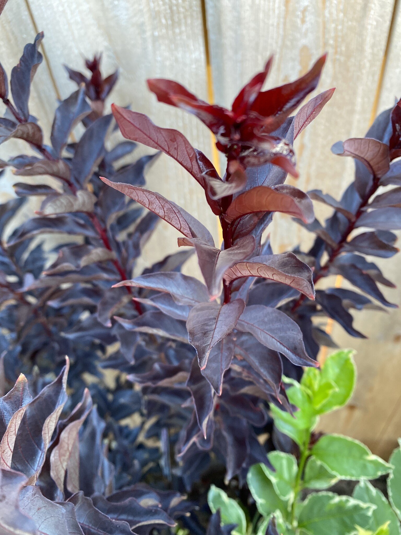 'EBONY AND IVORY' CRAPE MYRTLE PLANT, 3 GALLON