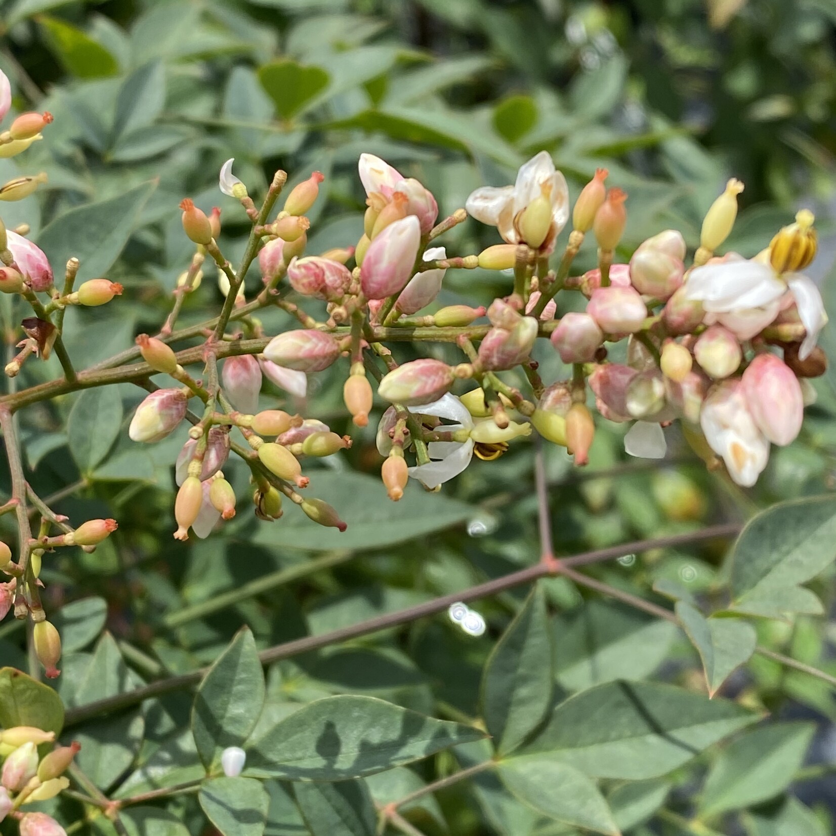 NANDINA, 'COMPACTA', 3G