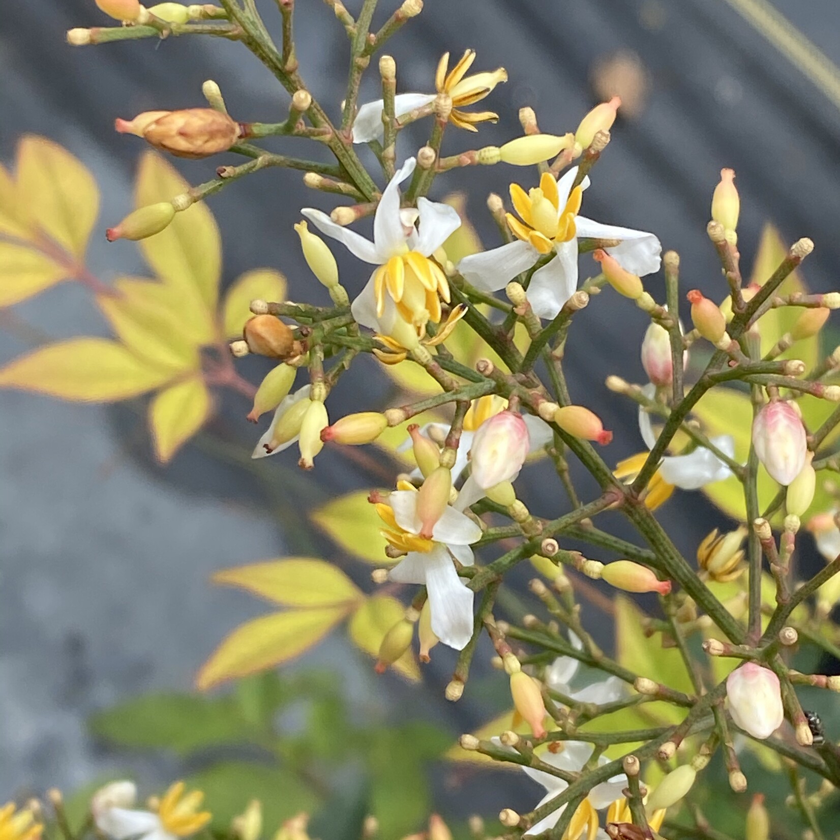 NANDINA, 'COMPACTA', 3G