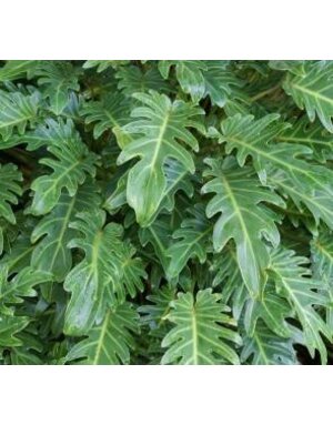 PHILODENDRON, 'XANADU', 3G*