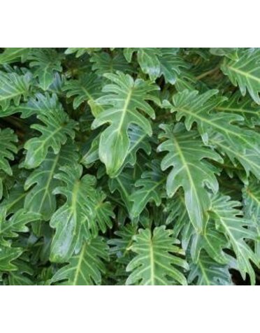 PHILODENDRON, 'XANADU', 3G*