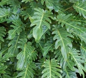 XANADU PHILODENDRON PLANT, 3 GALLON