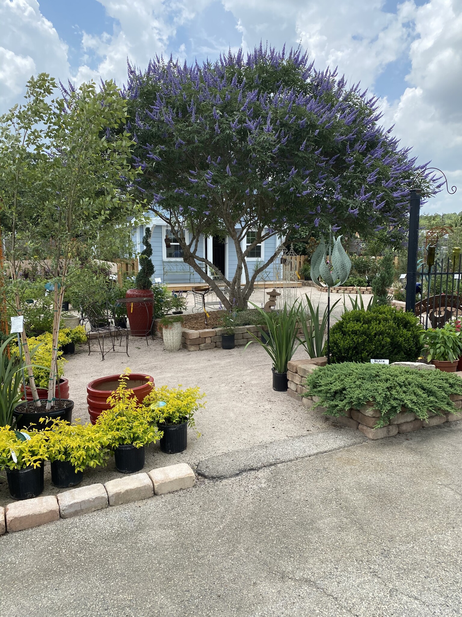 MONTROSE PURPLE VITEX TREE, 3 GALLON