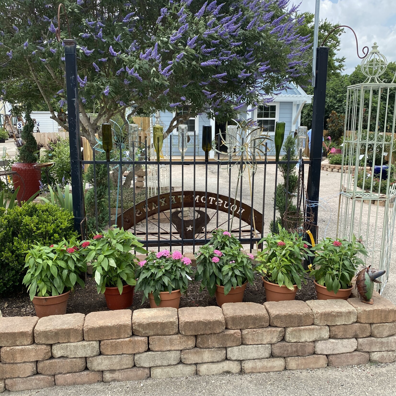 VITEX, CHASTE TREE, 'MONTROSE PURPLE' 3G