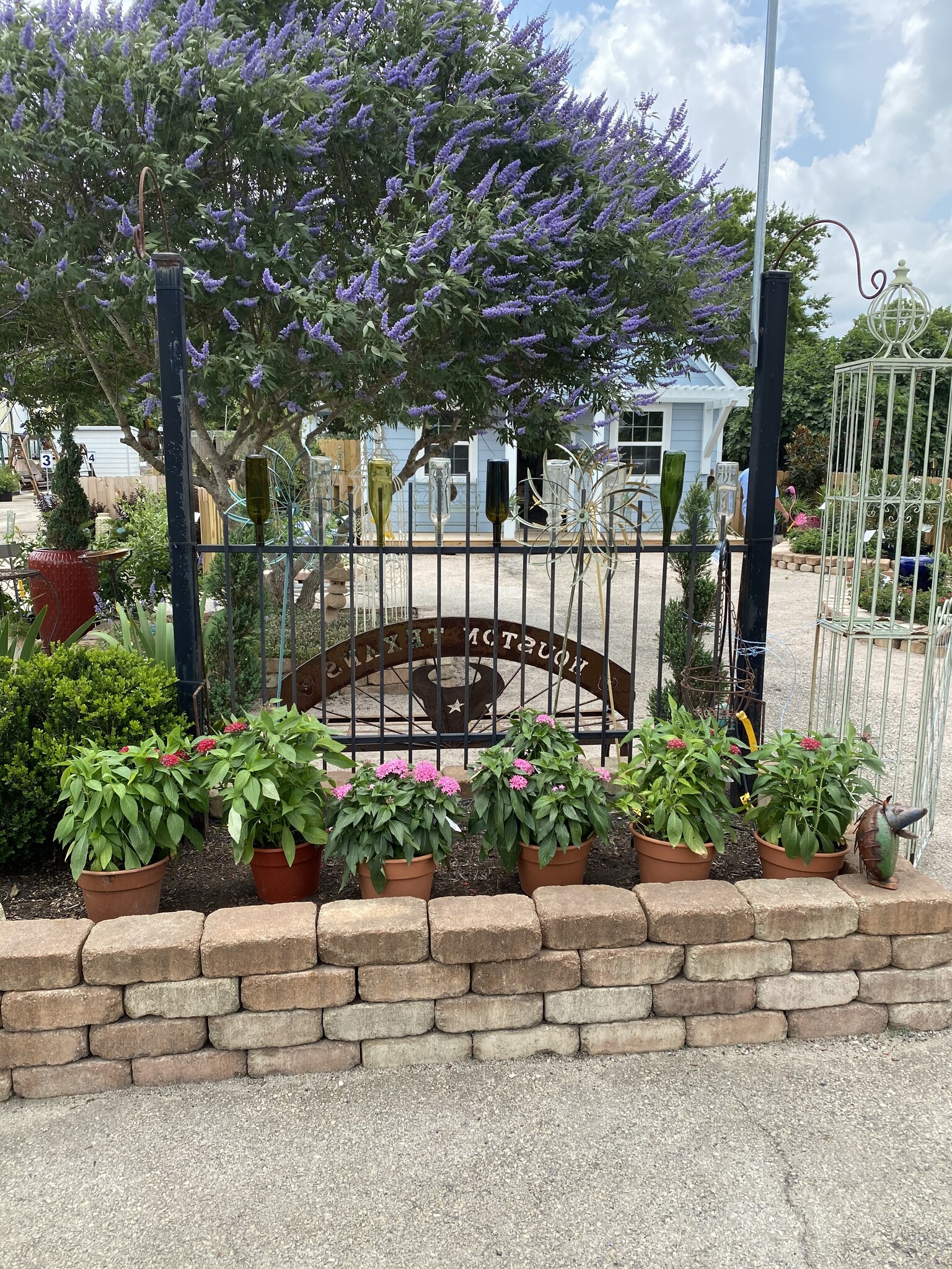 MONTROSE PURPLE VITEX TREE, 3 GALLON