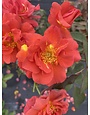 CINCO DE MAYO™ ROSE BUSH, 3 GALLON