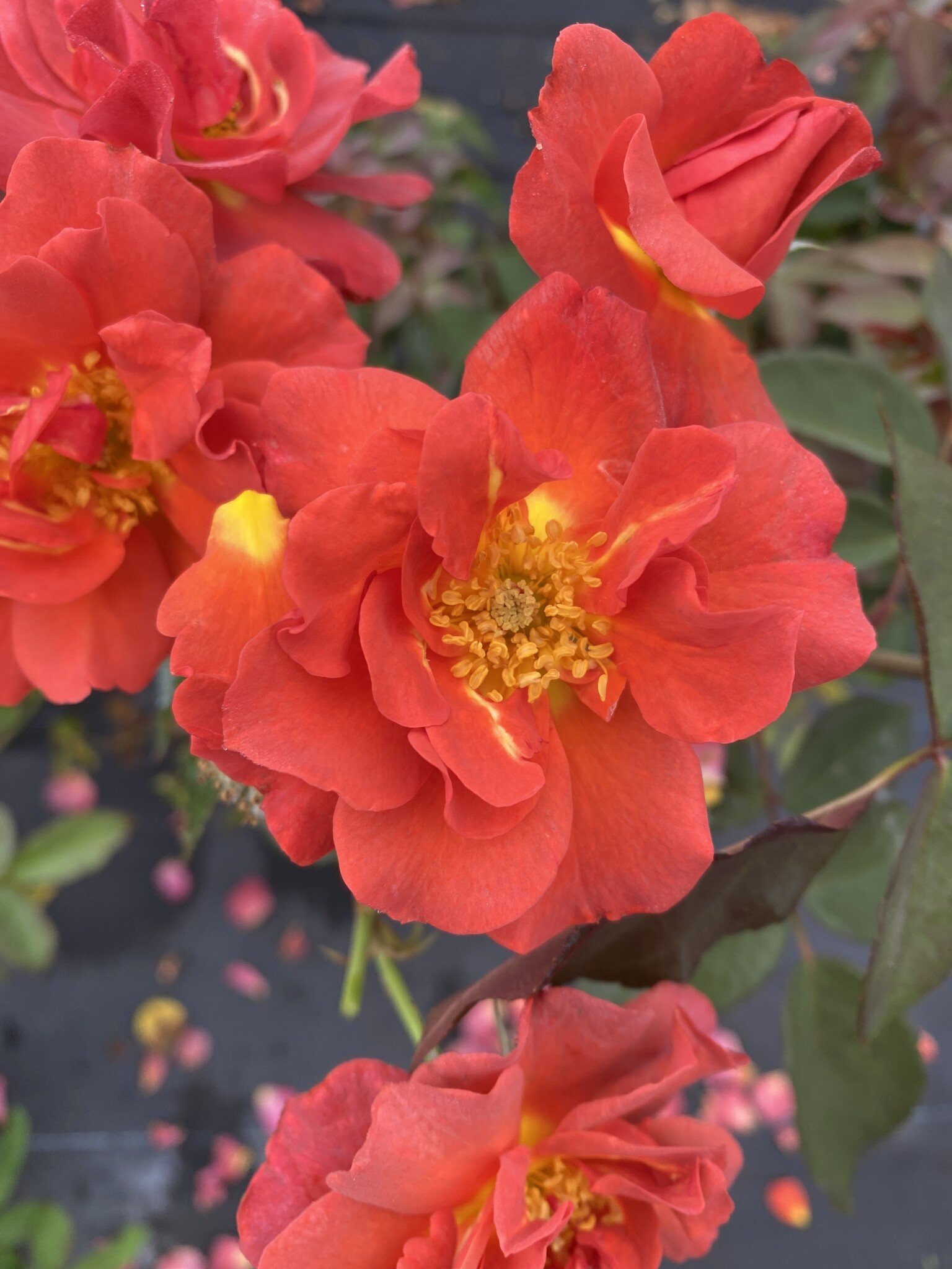 Cinco de Mayo Rose 3 Gallon - Rosa 'Cinco de Mayo'