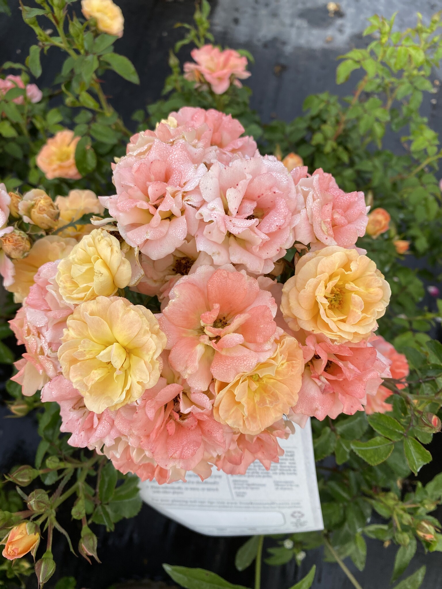 Drift Peach Rose 3 Gallon - Rosa 'Drift Peach'