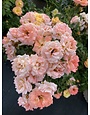 PEACH DRIFT® GROUNDCOVER ROSE BUSH, 3 GALLON