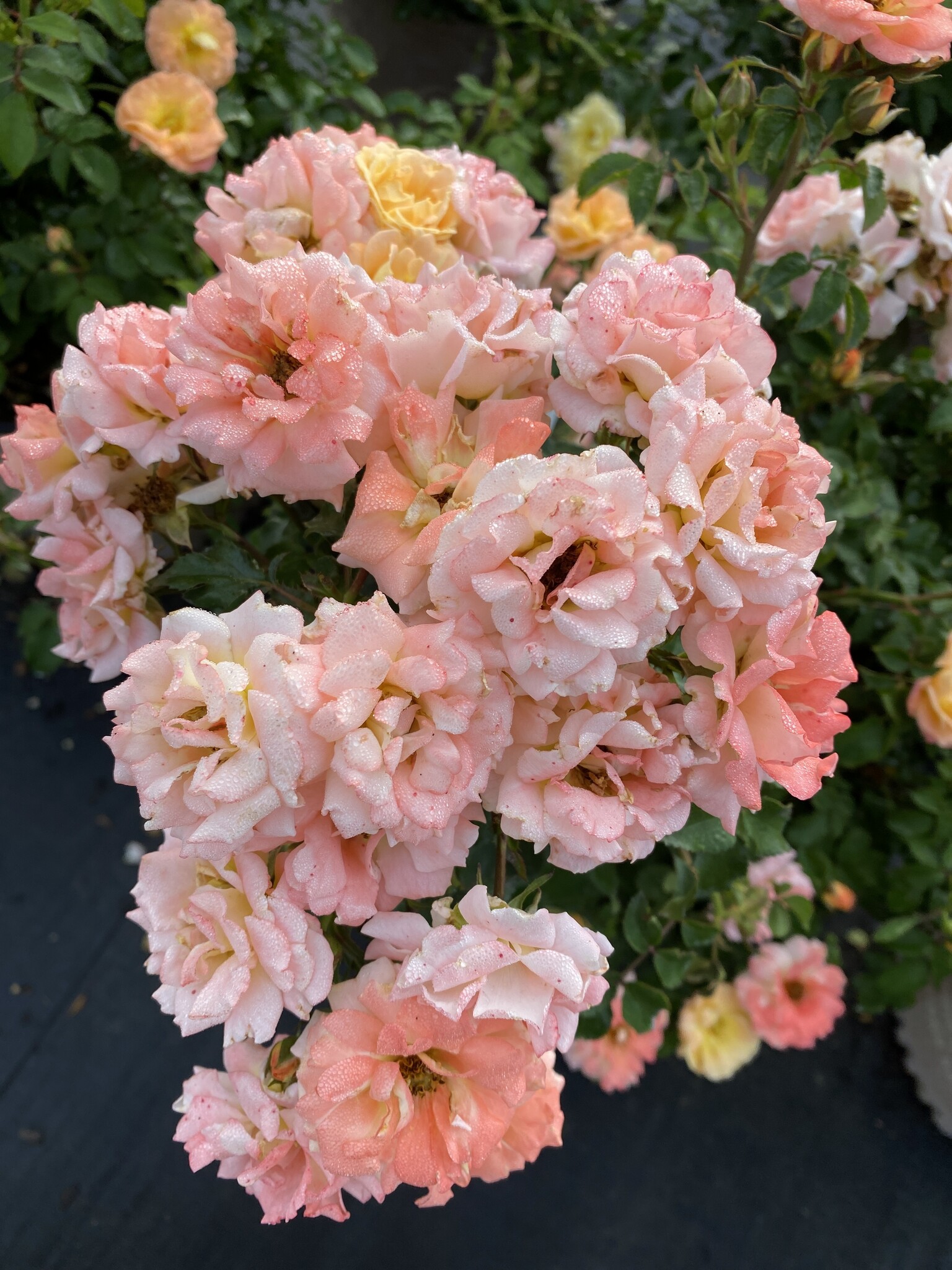 'DRIFT PEACH' ROSE, 3 GALLON