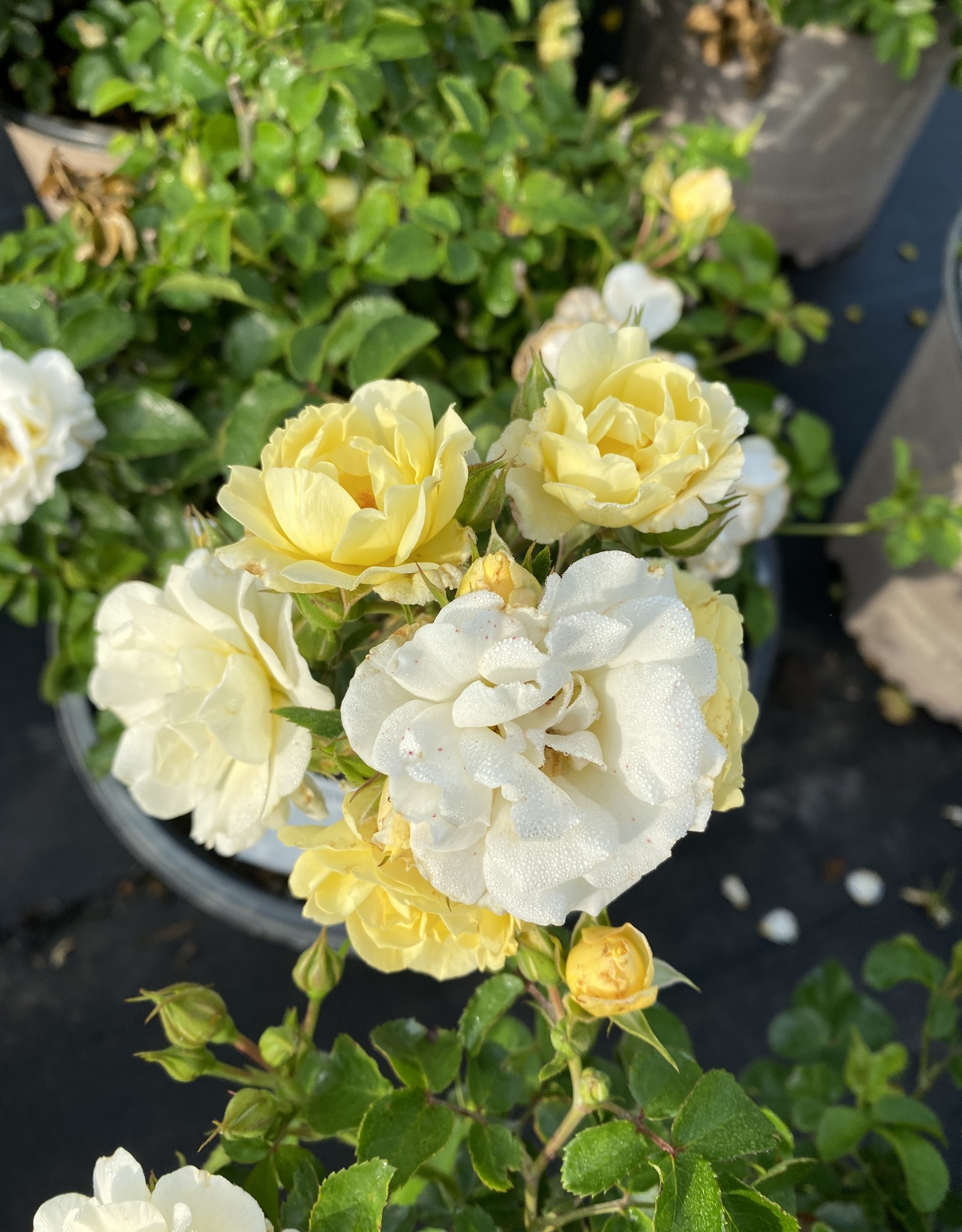 ROSE, POPCORN DRIFT (buttery white) 3G Growers Outlet