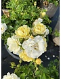 ROSE, 'DRIFT POPCORN', 3G