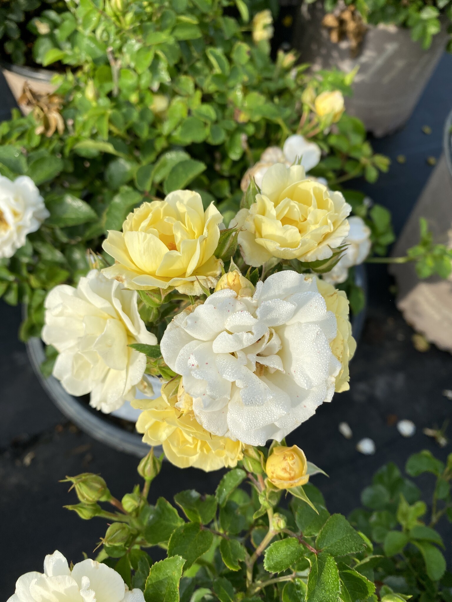 POPCORN DRIFT® GROUNDCOVER ROSE BUSH, 3 GALLON